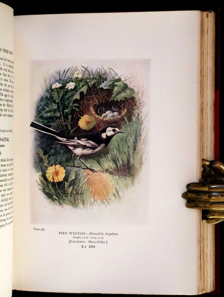 1910 Rare Ornithology First Edition in a Morrell binding ~ Britain's Birds and Their Nests Illustrated by George Rankin.
