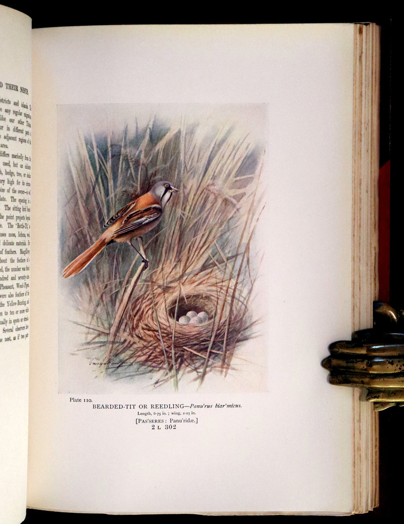 1910 Rare Ornithology First Edition in a Morrell binding ~ Britain's Birds and Their Nests Illustrated by George Rankin.
