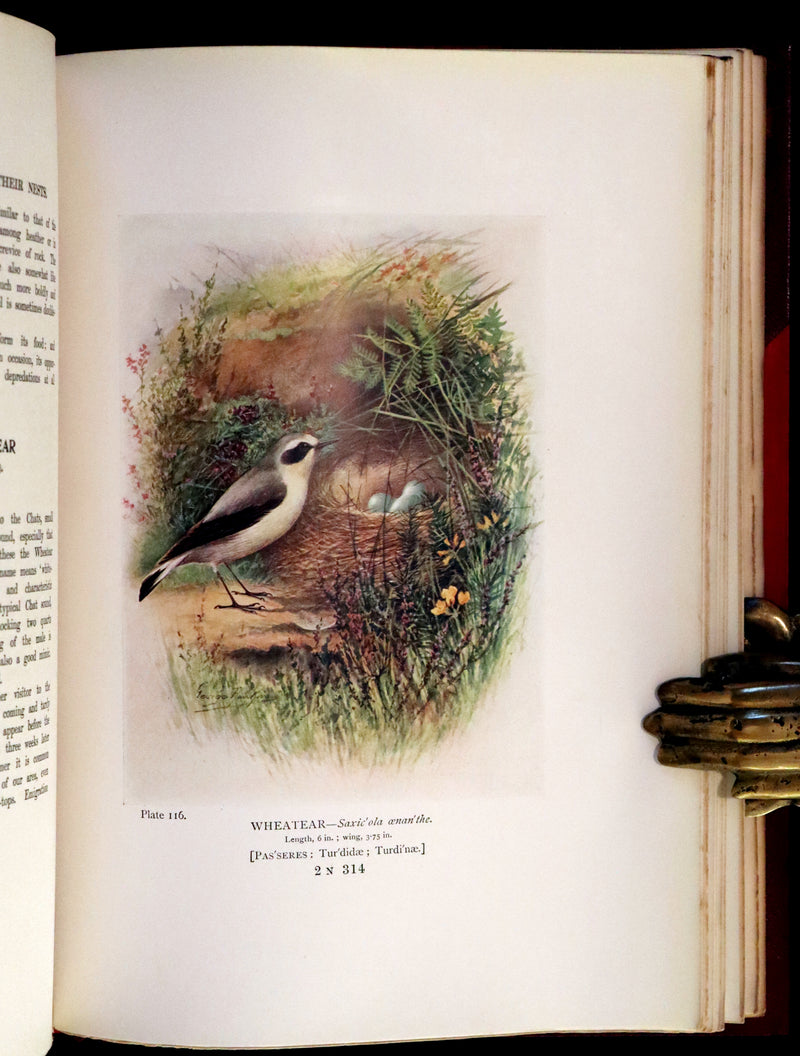 1910 Rare Ornithology First Edition in a Morrell binding ~ Britain's Birds and Their Nests Illustrated by George Rankin.