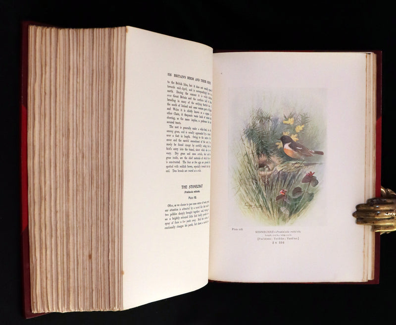1910 Rare Ornithology First Edition in a Morrell binding ~ Britain's Birds and Their Nests Illustrated by George Rankin.