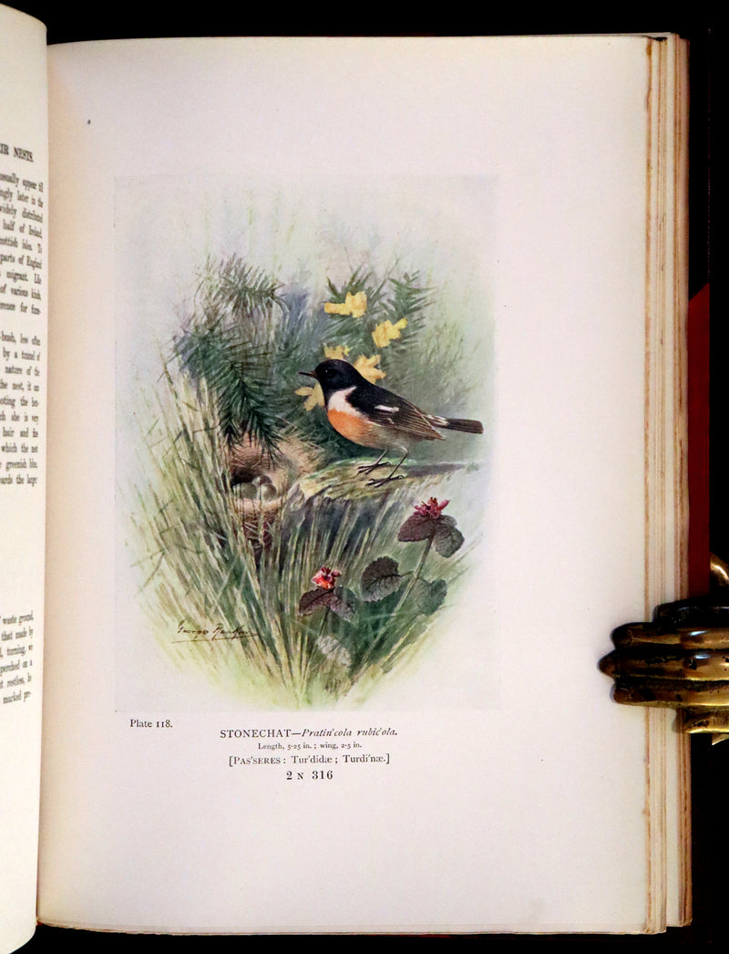 1910 Rare Ornithology First Edition in a Morrell binding ~ Britain's Birds and Their Nests Illustrated by George Rankin.