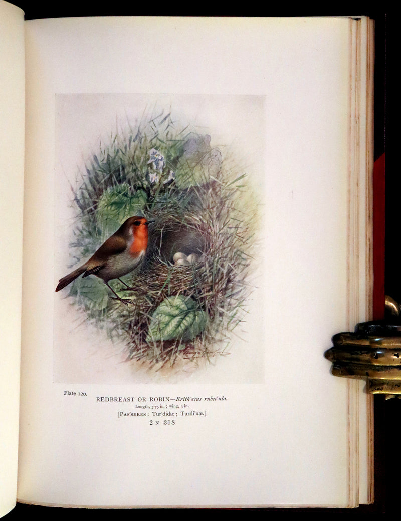1910 Rare Ornithology First Edition in a Morrell binding ~ Britain's Birds and Their Nests Illustrated by George Rankin.