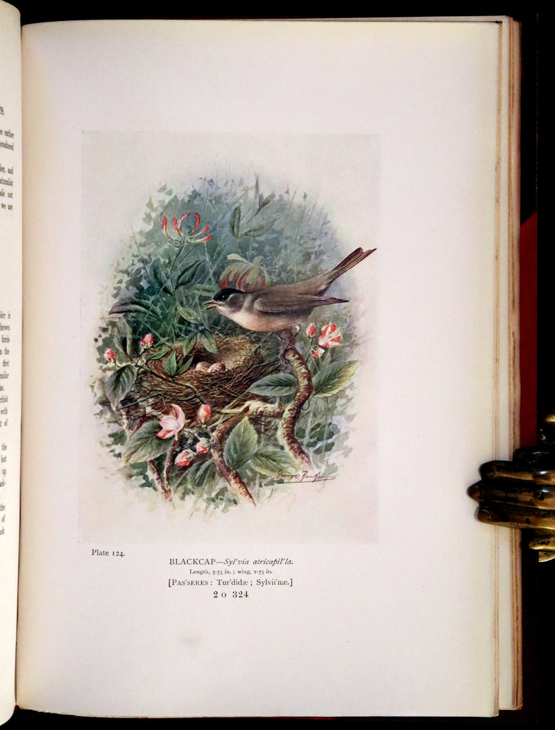 1910 Rare Ornithology First Edition in a Morrell binding ~ Britain's Birds and Their Nests Illustrated by George Rankin.