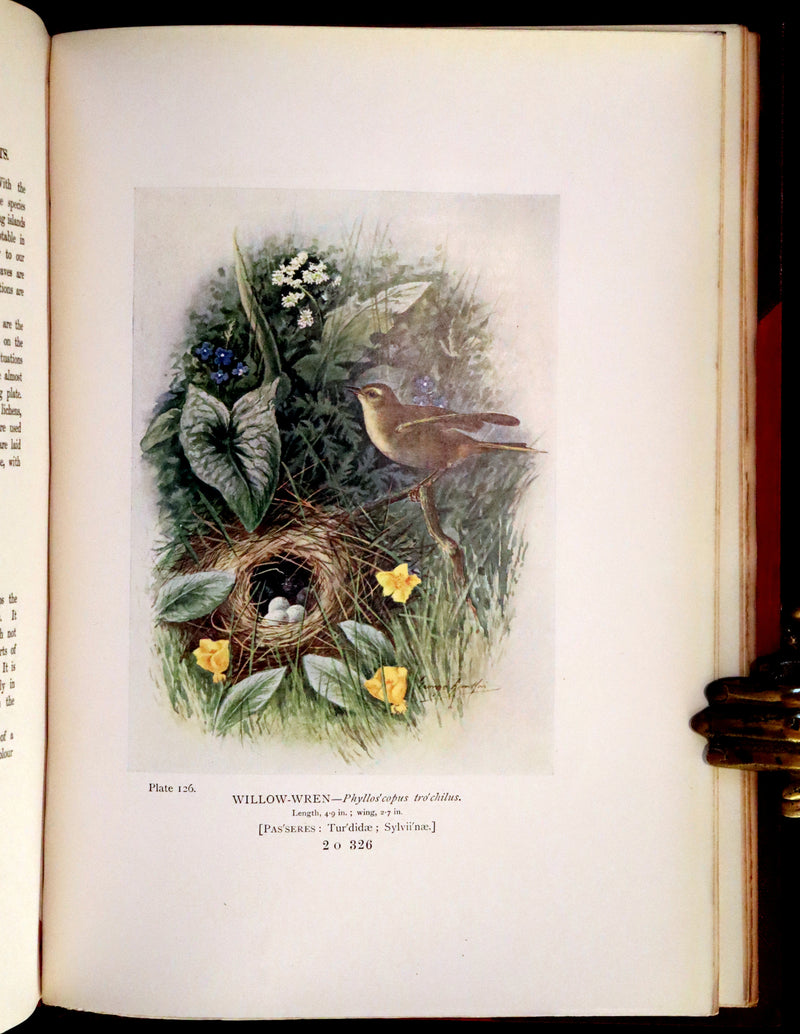 1910 Rare Ornithology First Edition in a Morrell binding ~ Britain's Birds and Their Nests Illustrated by George Rankin.
