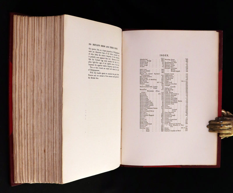 1910 Rare Ornithology First Edition in a Morrell binding ~ Britain's Birds and Their Nests Illustrated by George Rankin.