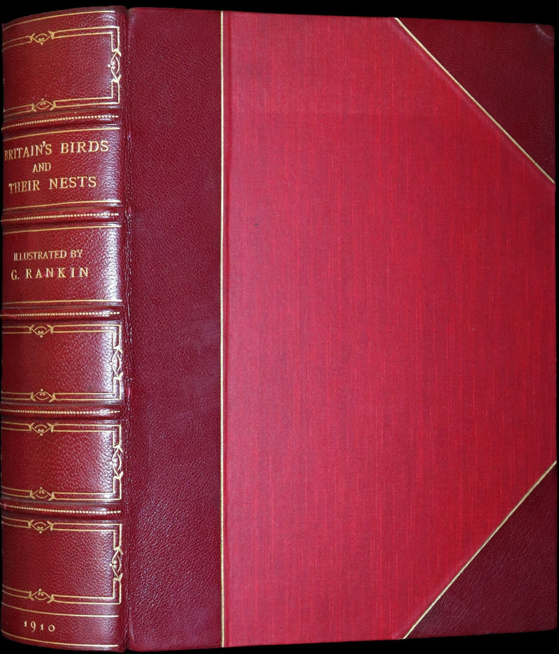 1910 Rare Ornithology First Edition in a Morrell binding ~ Britain's Birds and Their Nests Illustrated by George Rankin.