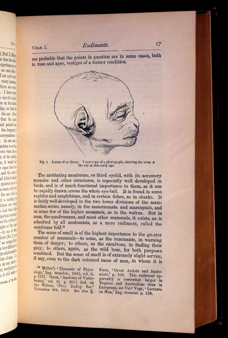 1889 Rare Book - CHARLES DARWIN - The DESCENT OF MAN and Selection in Relation to Sex.