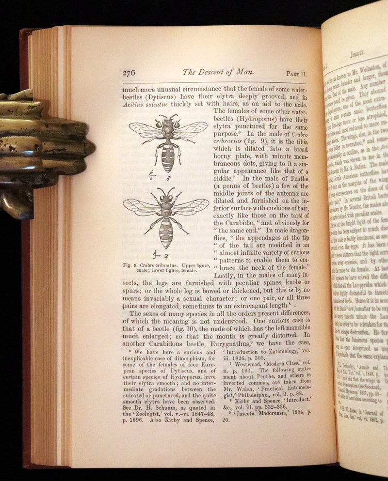 1889 Rare Book - CHARLES DARWIN - The DESCENT OF MAN and Selection in Relation to Sex.
