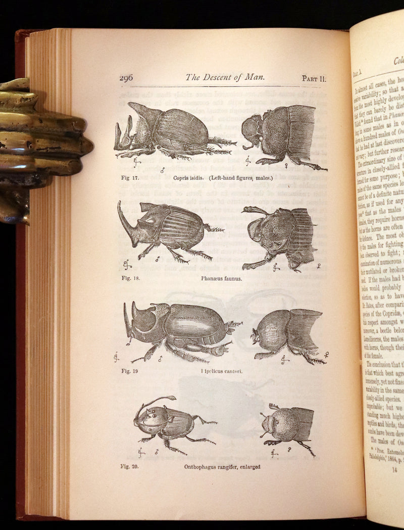 1889 Rare Book - CHARLES DARWIN - The DESCENT OF MAN and Selection in Relation to Sex.