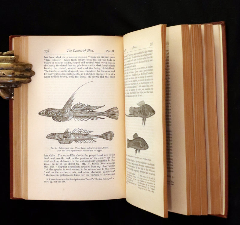 1889 Rare Book - CHARLES DARWIN - The DESCENT OF MAN and Selection in Relation to Sex.
