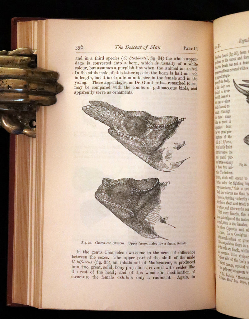 1889 Rare Book - CHARLES DARWIN - The DESCENT OF MAN and Selection in Relation to Sex.