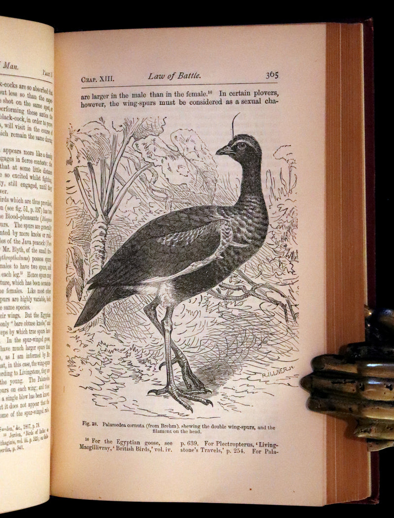 1889 Rare Book - CHARLES DARWIN - The DESCENT OF MAN and Selection in Relation to Sex.