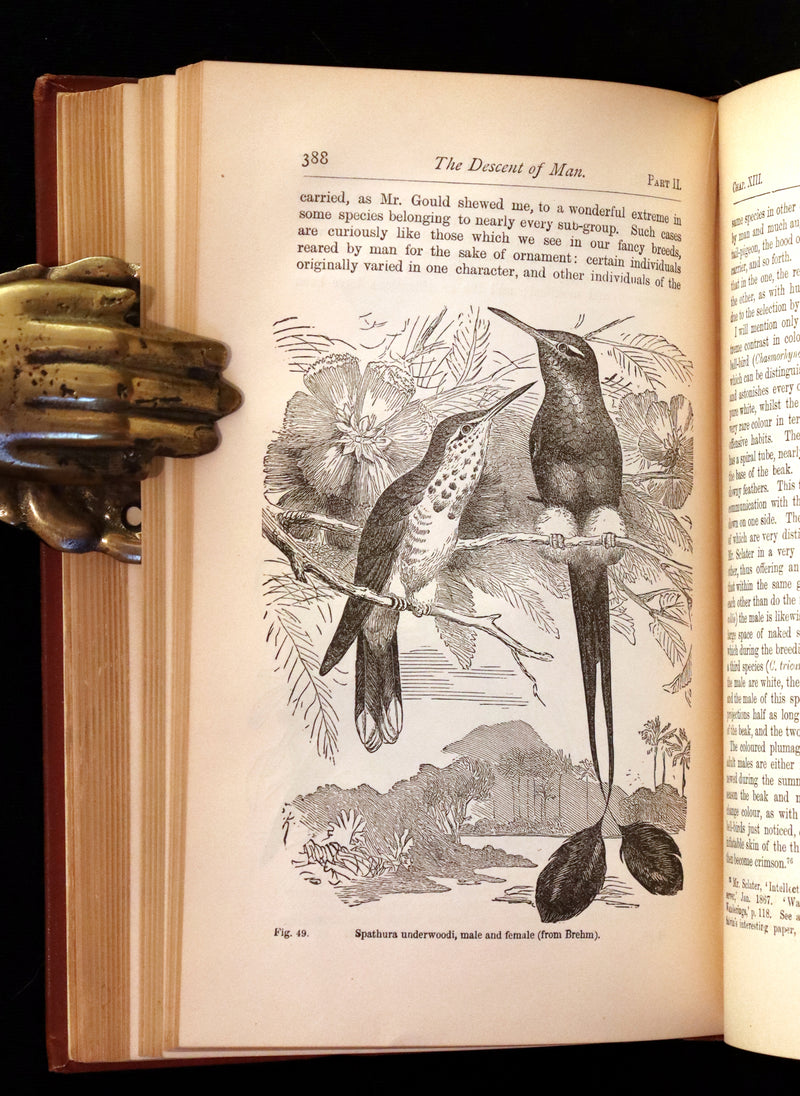 1889 Rare Book - CHARLES DARWIN - The DESCENT OF MAN and Selection in Relation to Sex.