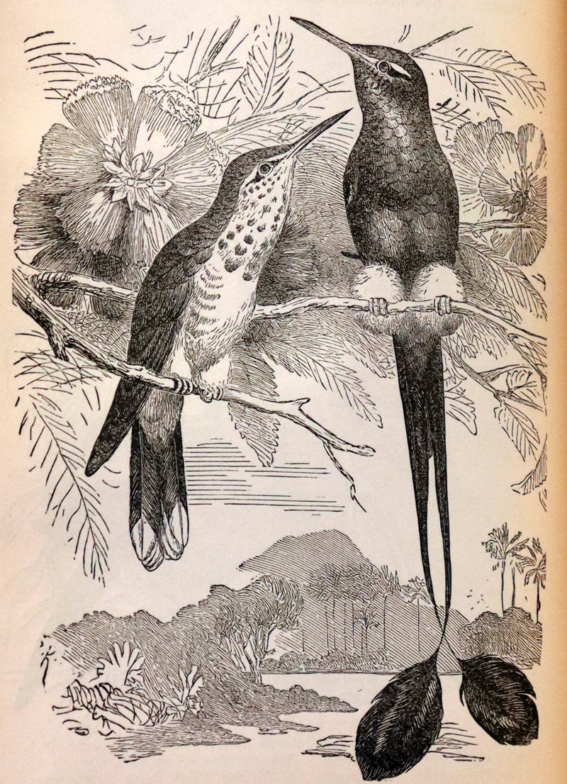 1889 Rare Book - CHARLES DARWIN - The DESCENT OF MAN and Selection in Relation to Sex.