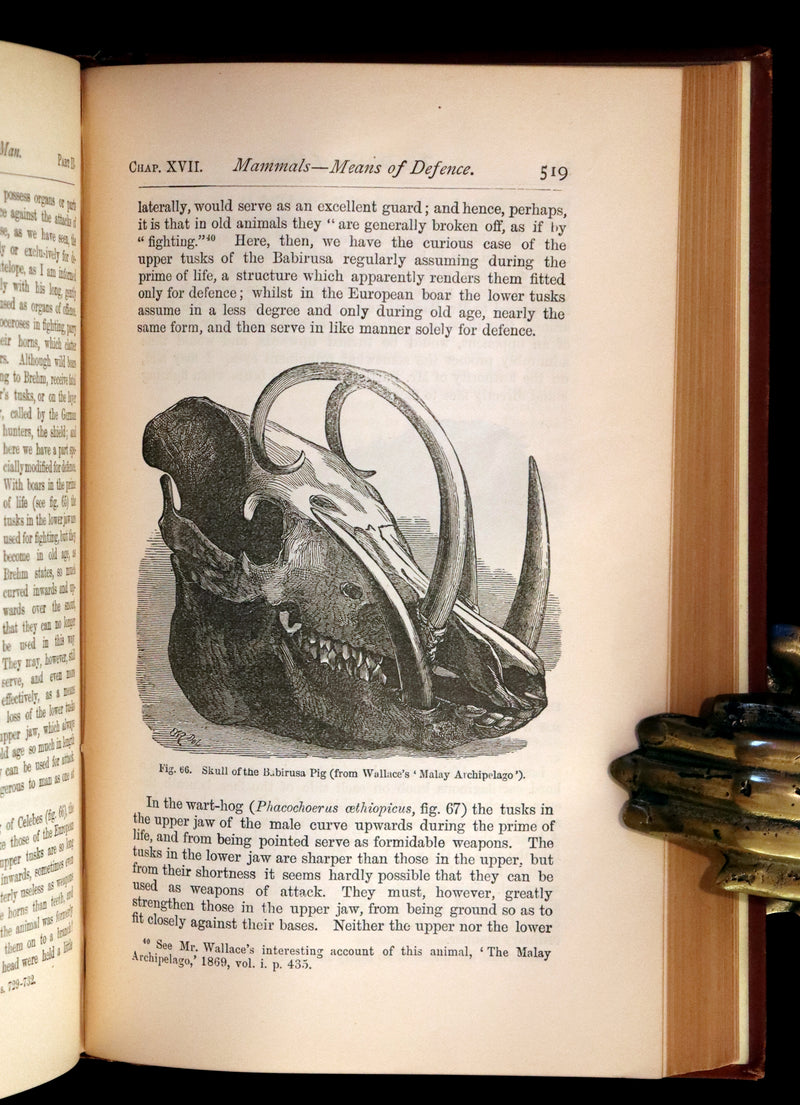 1889 Rare Book - CHARLES DARWIN - The DESCENT OF MAN and Selection in Relation to Sex.
