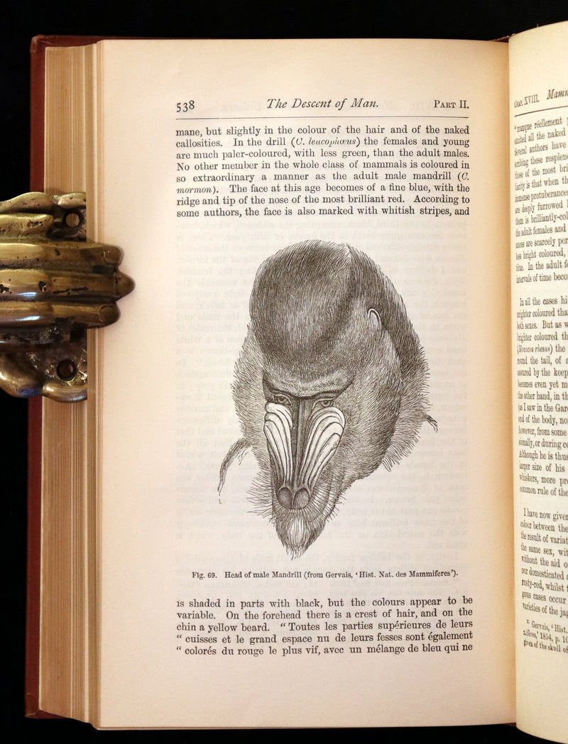 1889 Rare Book - CHARLES DARWIN - The DESCENT OF MAN and Selection in Relation to Sex.