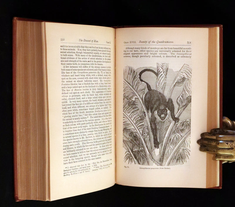 1889 Rare Book - CHARLES DARWIN - The DESCENT OF MAN and Selection in Relation to Sex.