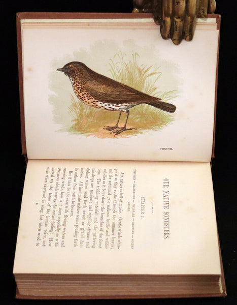 1894 Rare Ornithology Book ~ Our Native Songsters with 72 coloured plates by Anne Pratt.
