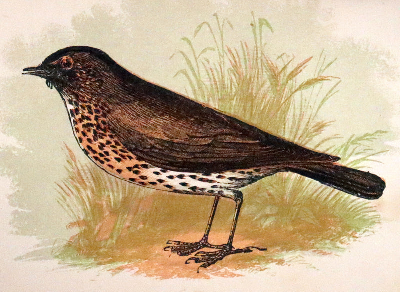 1894 Rare Ornithology Book ~ Our Native Songsters with 72 coloured plates by Anne Pratt.