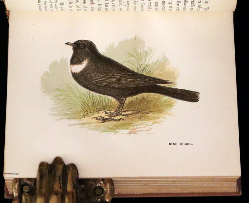 1894 Rare Ornithology Book ~ Our Native Songsters with 72 coloured plates by Anne Pratt.
