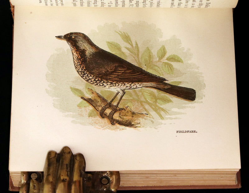 1894 Rare Ornithology Book ~ Our Native Songsters with 72 coloured plates by Anne Pratt.
