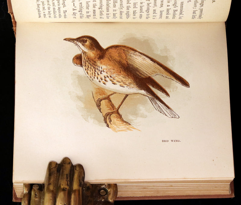 1894 Rare Ornithology Book ~ Our Native Songsters with 72 coloured plates by Anne Pratt.