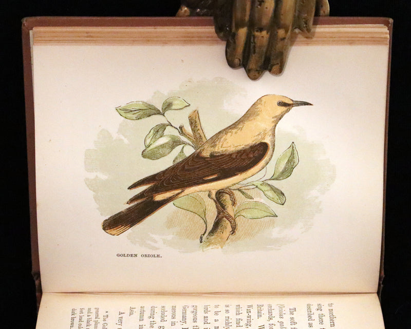1894 Rare Ornithology Book ~ Our Native Songsters with 72 coloured plates by Anne Pratt.