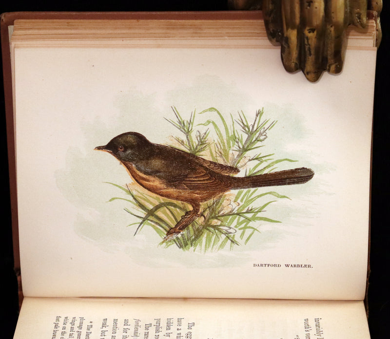 1894 Rare Ornithology Book ~ Our Native Songsters with 72 coloured plates by Anne Pratt.