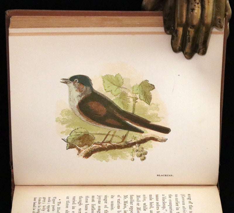 1894 Rare Ornithology Book ~ Our Native Songsters with 72 coloured plates by Anne Pratt.