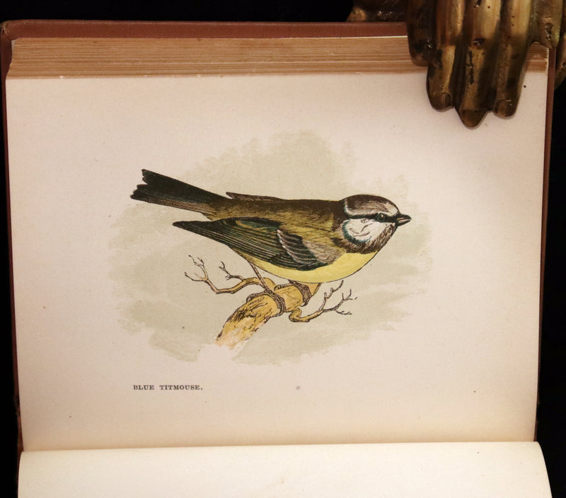 1894 Rare Ornithology Book ~ Our Native Songsters with 72 coloured plates by Anne Pratt.