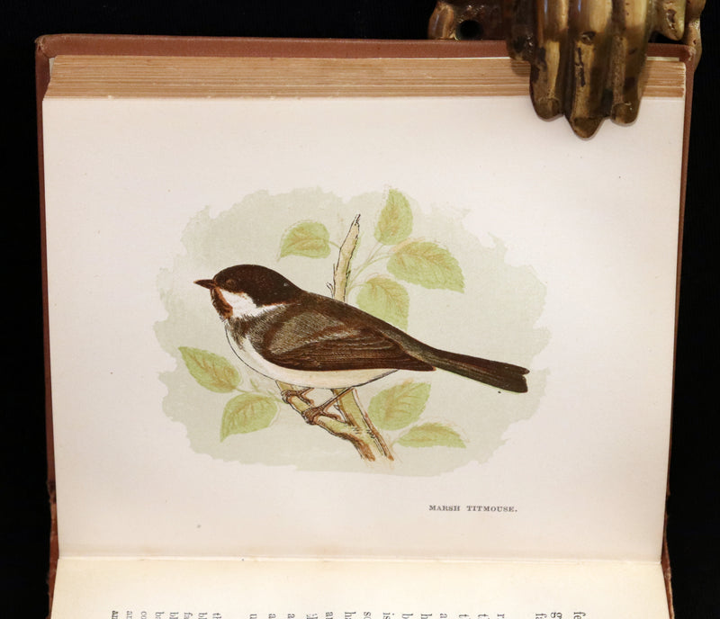 1894 Rare Ornithology Book ~ Our Native Songsters with 72 coloured plates by Anne Pratt.