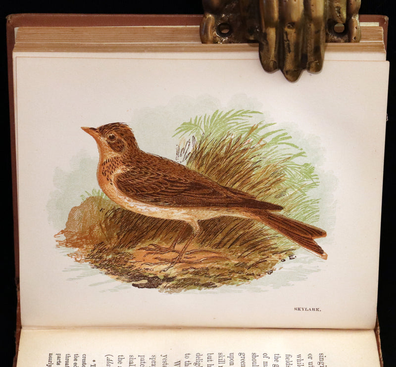 1894 Rare Ornithology Book ~ Our Native Songsters with 72 coloured plates by Anne Pratt.