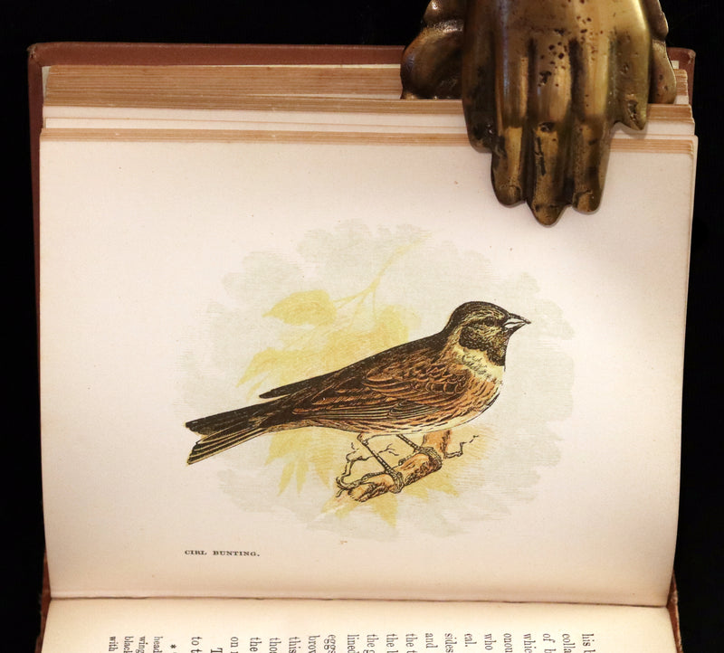 1894 Rare Ornithology Book ~ Our Native Songsters with 72 coloured plates by Anne Pratt.