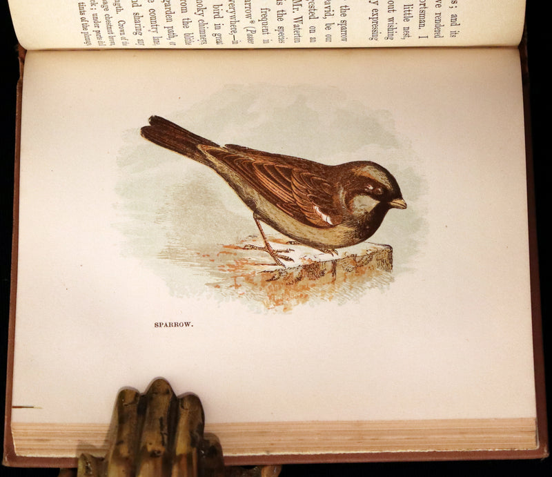 1894 Rare Ornithology Book ~ Our Native Songsters with 72 coloured plates by Anne Pratt.