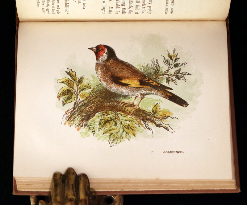 1894 Rare Ornithology Book ~ Our Native Songsters with 72 coloured plates by Anne Pratt.