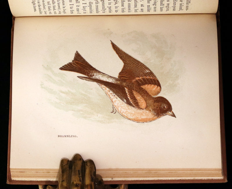 1894 Rare Ornithology Book ~ Our Native Songsters with 72 coloured plates by Anne Pratt.