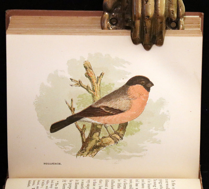 1894 Rare Ornithology Book ~ Our Native Songsters with 72 coloured plates by Anne Pratt.
