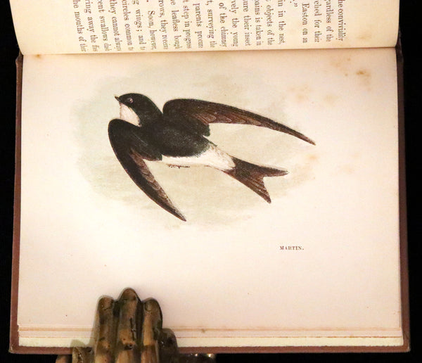 1894 Rare Ornithology Book ~ Our Native Songsters with 72 coloured plates by Anne Pratt.