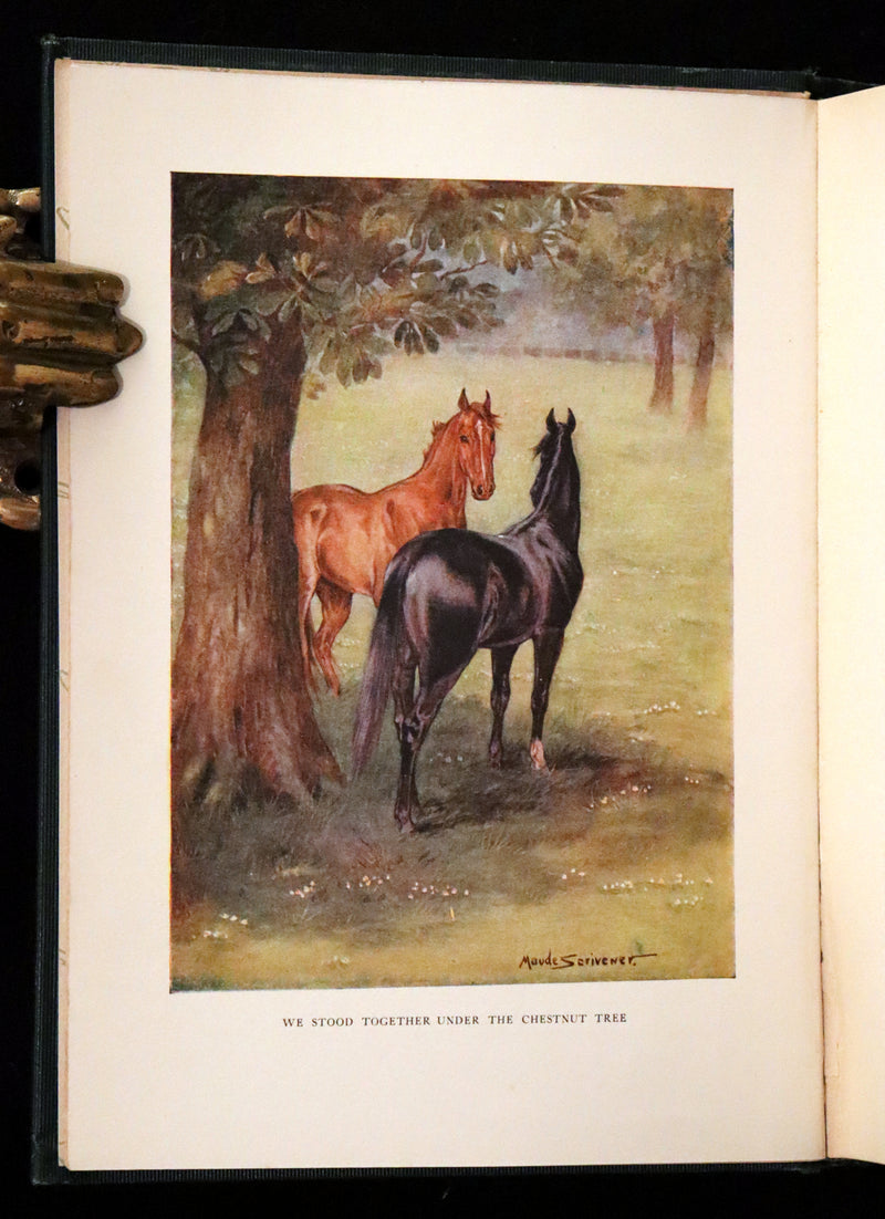 1911 Rare First Illustrated Edition by Maude Scrivener - BLACK BEAUTY, Autobiography of a Horse by A. Sewell.