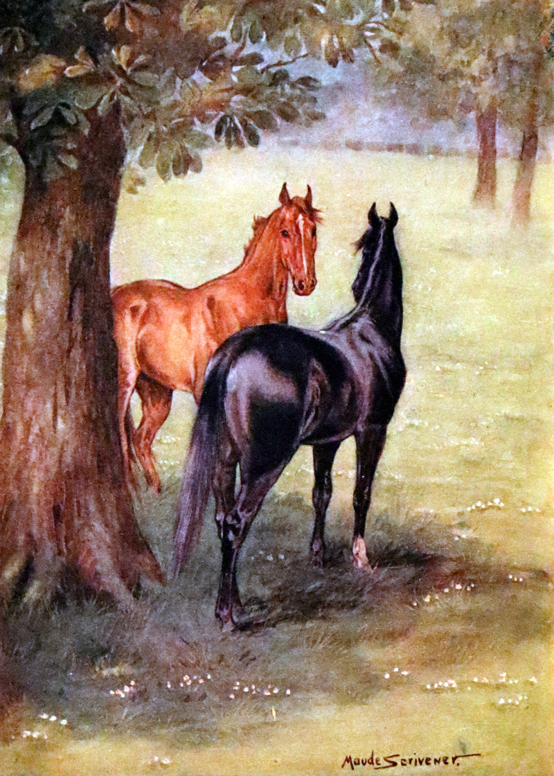 1911 Rare First Illustrated Edition by Maude Scrivener - BLACK BEAUTY, Autobiography of a Horse by A. Sewell.