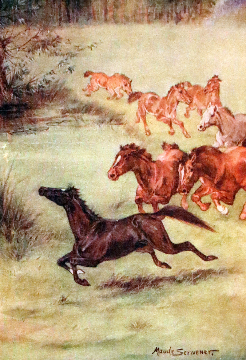 1911 Rare First Illustrated Edition by Maude Scrivener - BLACK BEAUTY, Autobiography of a Horse by A. Sewell.