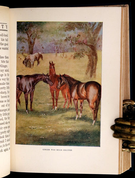 1911 Rare First Illustrated Edition by Maude Scrivener - BLACK BEAUTY, Autobiography of a Horse by A. Sewell.