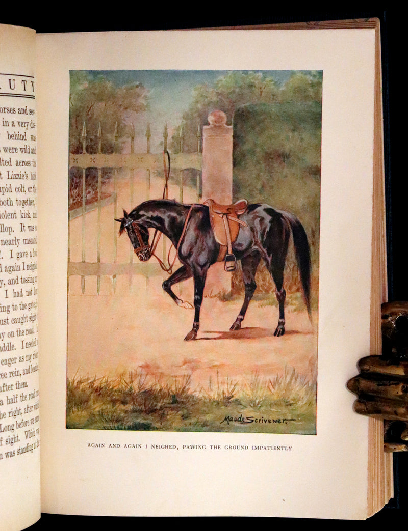 1911 Rare First Illustrated Edition by Maude Scrivener - BLACK BEAUTY, Autobiography of a Horse by A. Sewell.