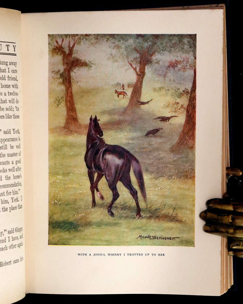 1911 Rare First Illustrated Edition by Maude Scrivener - BLACK BEAUTY, Autobiography of a Horse by A. Sewell.