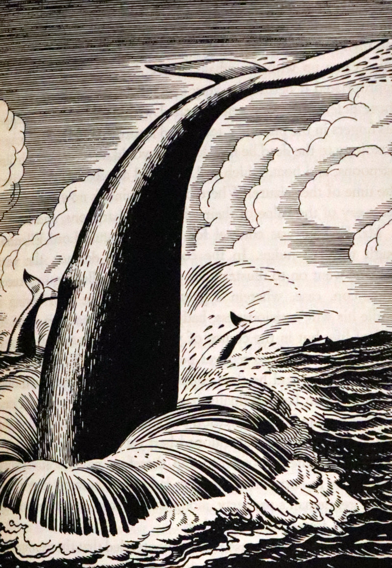 1930 Rare First Edition - MOBY DICK or The Whale by Melville, illustrated by Rockwell Kent.