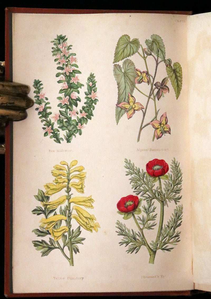 1870 Scarce First Edition - FIELD FLOWERS, A handy-book for the rambling by the famous botanist James Shirley Hibberd.