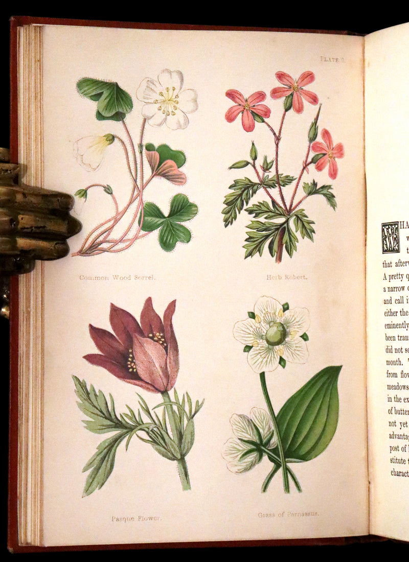 1870 Scarce First Edition - FIELD FLOWERS, A handy-book for the rambling by the famous botanist James Shirley Hibberd.