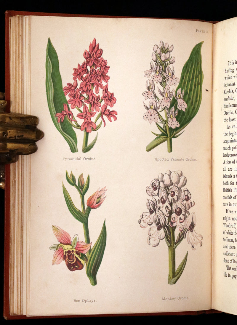 1870 Scarce First Edition - FIELD FLOWERS, A handy-book for the rambling by the famous botanist James Shirley Hibberd.