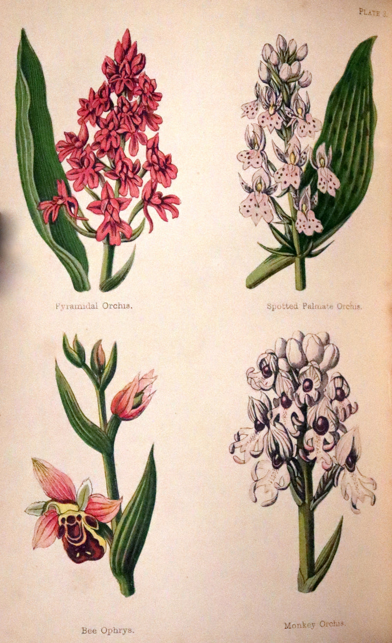 1870 Scarce First Edition - FIELD FLOWERS, A handy-book for the rambling by the famous botanist James Shirley Hibberd.