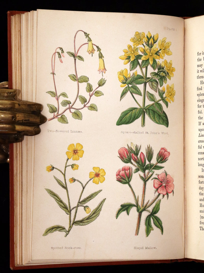 1870 Scarce First Edition - FIELD FLOWERS, A handy-book for the rambling by the famous botanist James Shirley Hibberd.